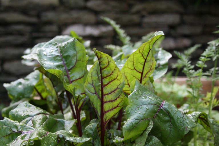 Grønare kvardag_Bokashi kompost_Lag Bokashikompost_Zero Waste Norge
