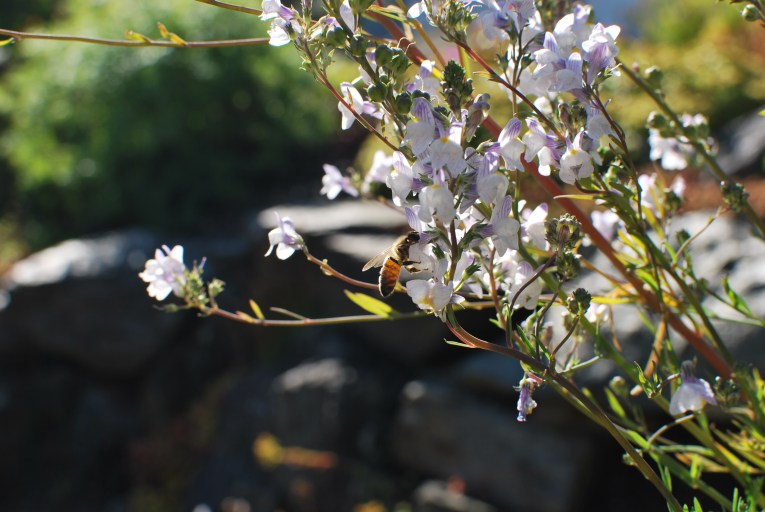 birøkt_pollen_bivoks_beewrap_Grønare kvardag_Zero Waste home_Kristine Ullaland