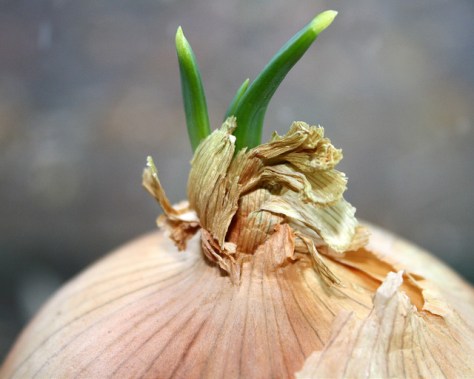 8387289496_0843774286_z