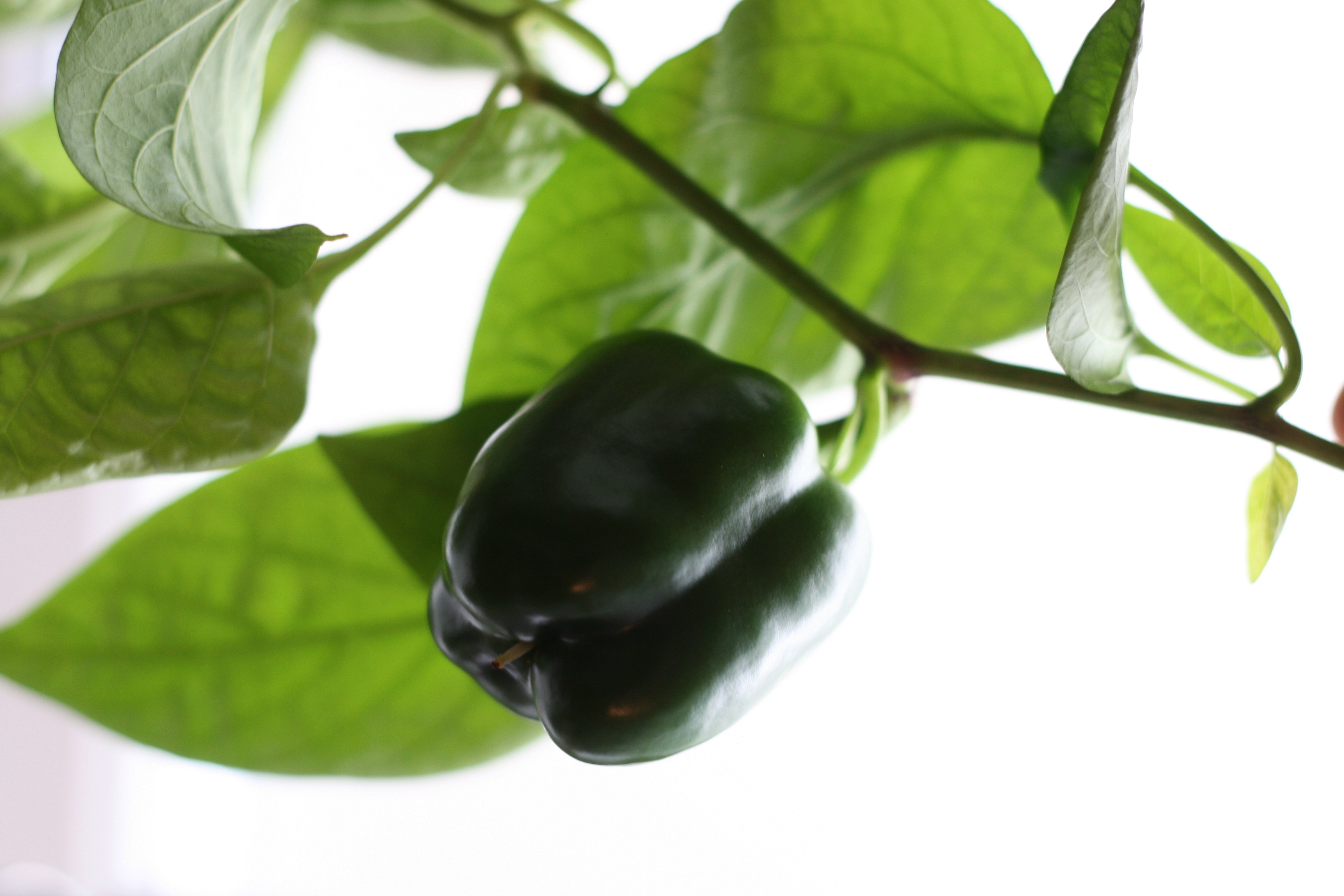 ZERO WASTE_Grønare kvardag_Kristine Ullaland_DIY_Paprika.JPG