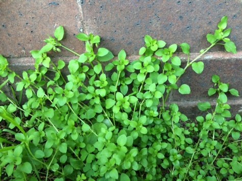 27967540544_a85b9e2542_z